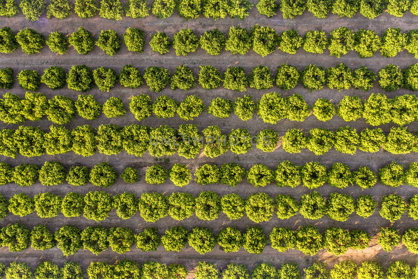 aerial view of a fruit trees plantation, green field background agricultural industry aerial view