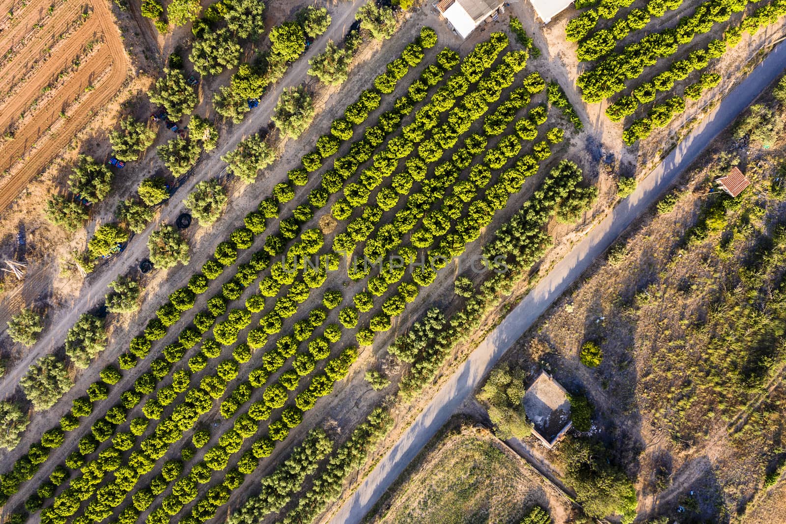 top view of a fruit trees plantation of a farm, green field agriculture industry aerial view