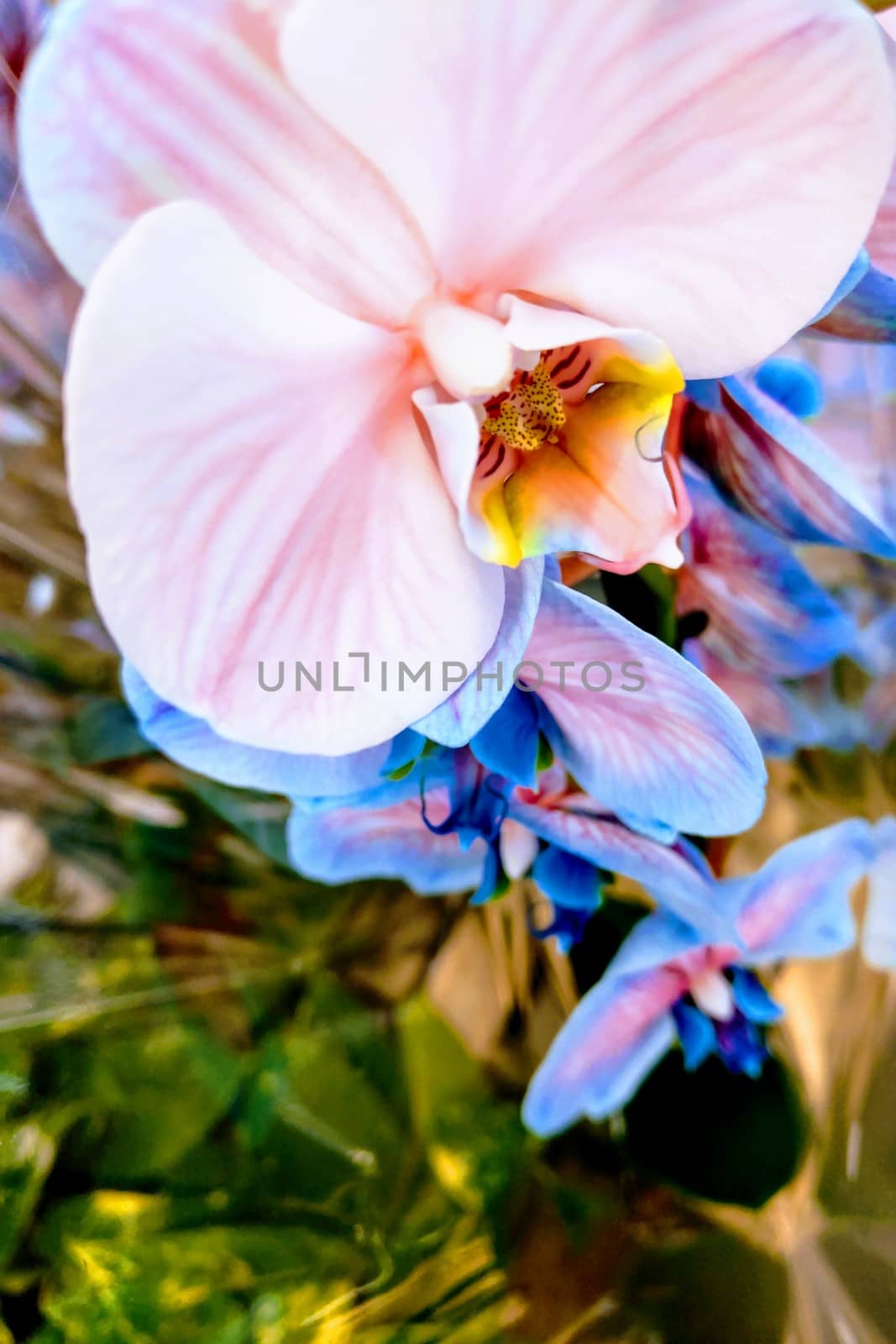 Beautiful orchid flower, top view background