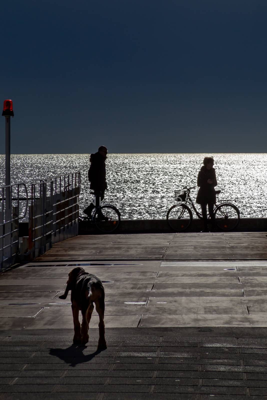 Silhouette of a lovely bloodhound puppy at 5 months old walking along the promenade against the sea.