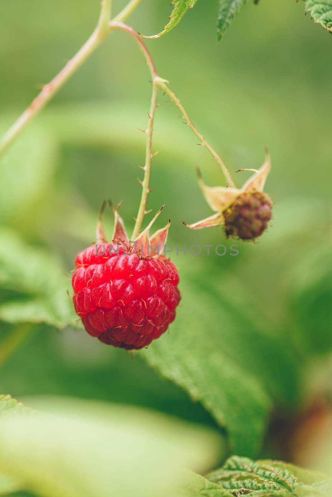 Ripe Raspberry with Green Leaves on a Branch on Blurred Background.