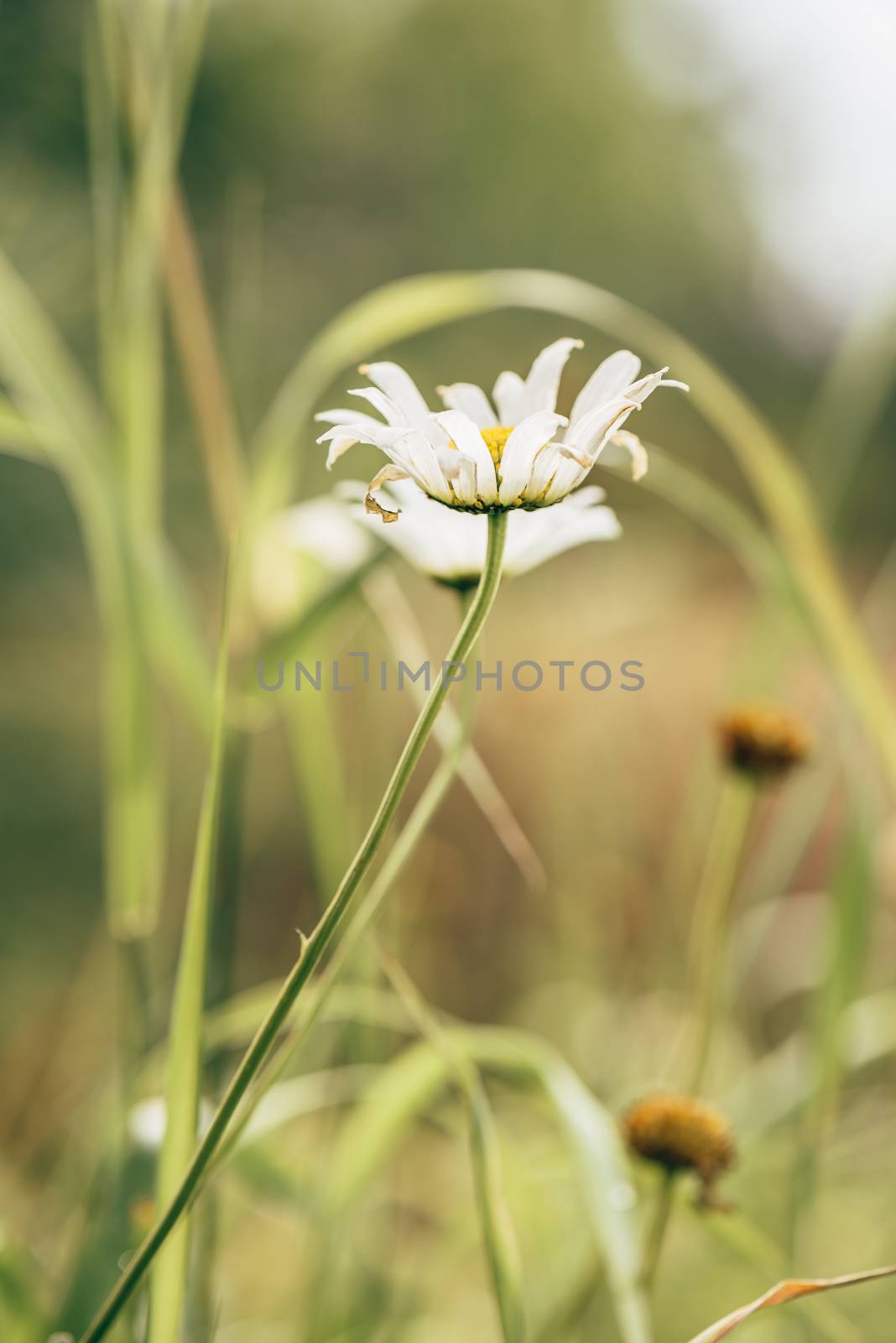 Meadow Daisy Flower at Sunny Day on Blurred Background.