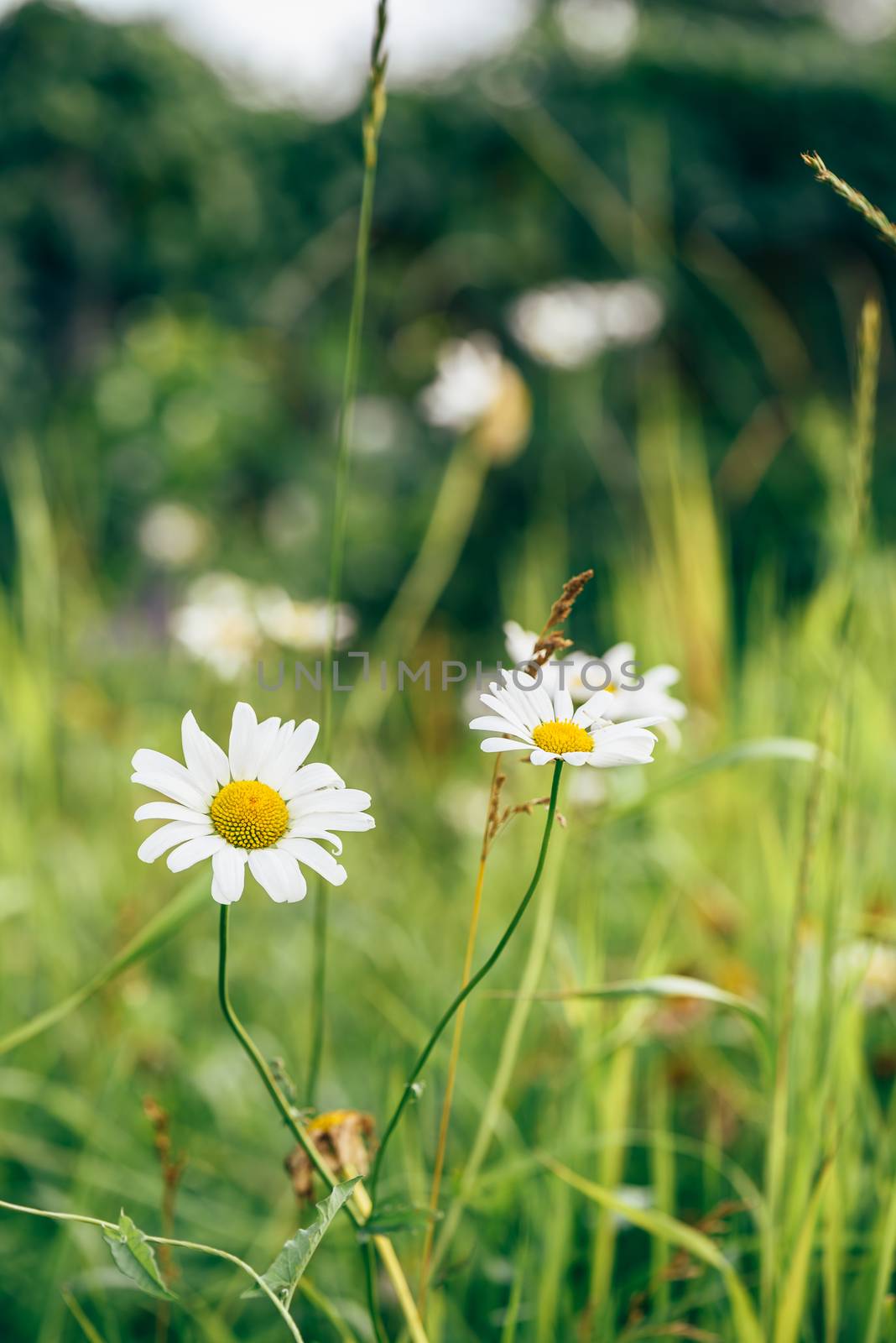 Daisy Flowers on Garden Lawn at Sunny Day. Blurred Background.
