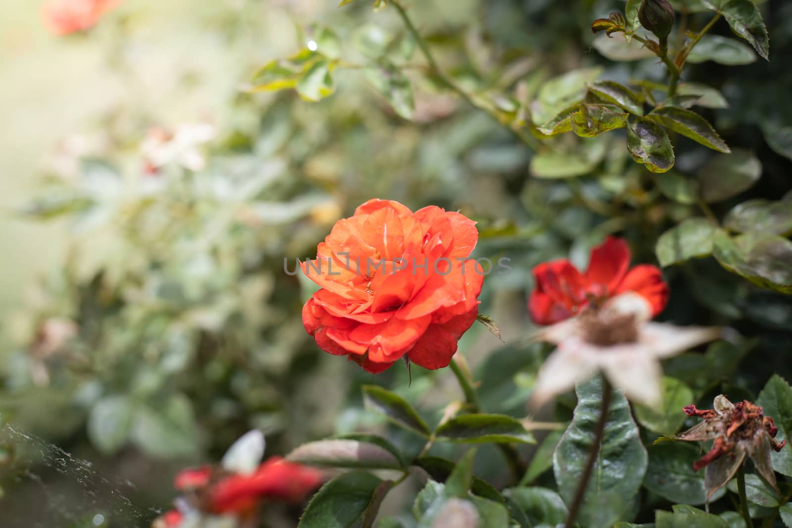 The background image of the colorful flowers, background nature