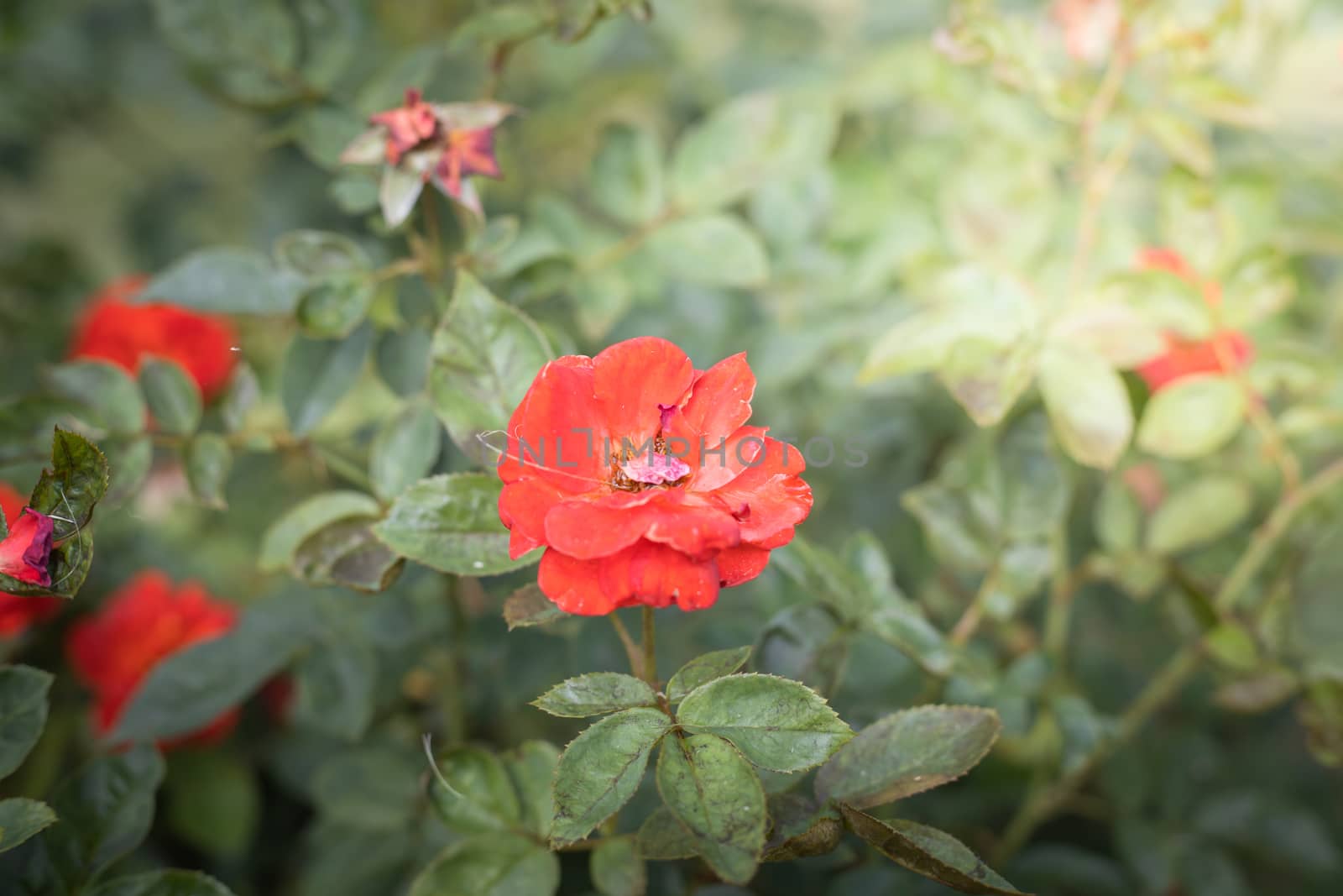 The background image of the colorful flowers, background nature