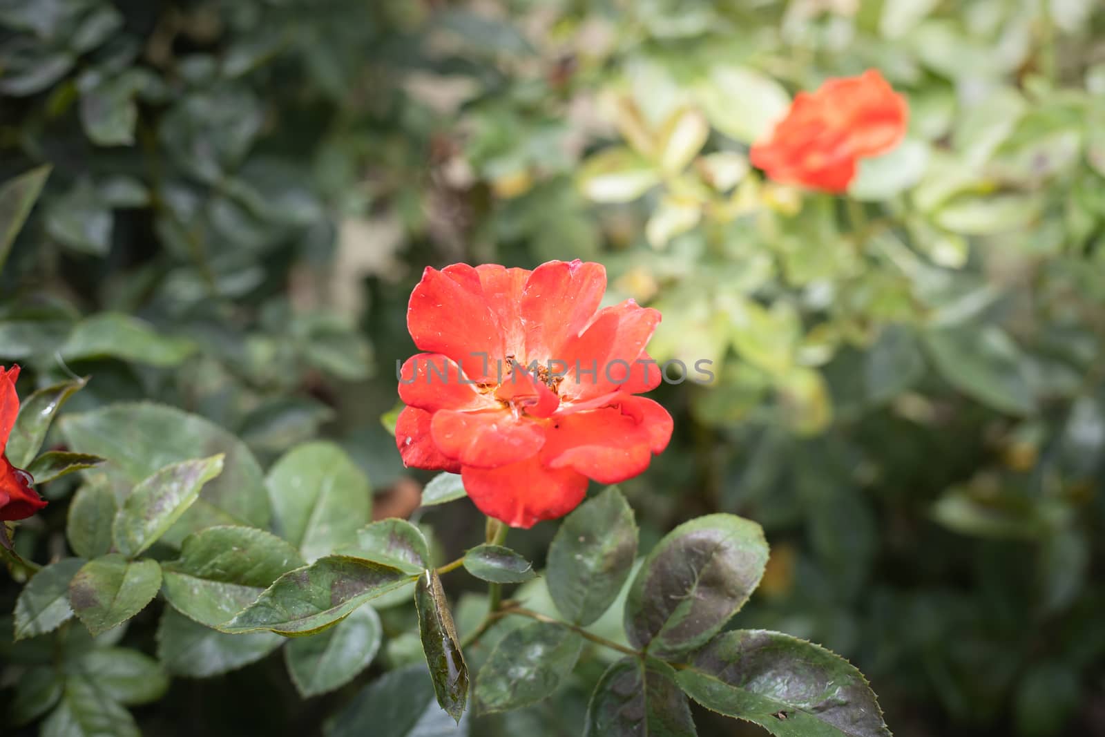 The background image of the colorful flowers, background nature