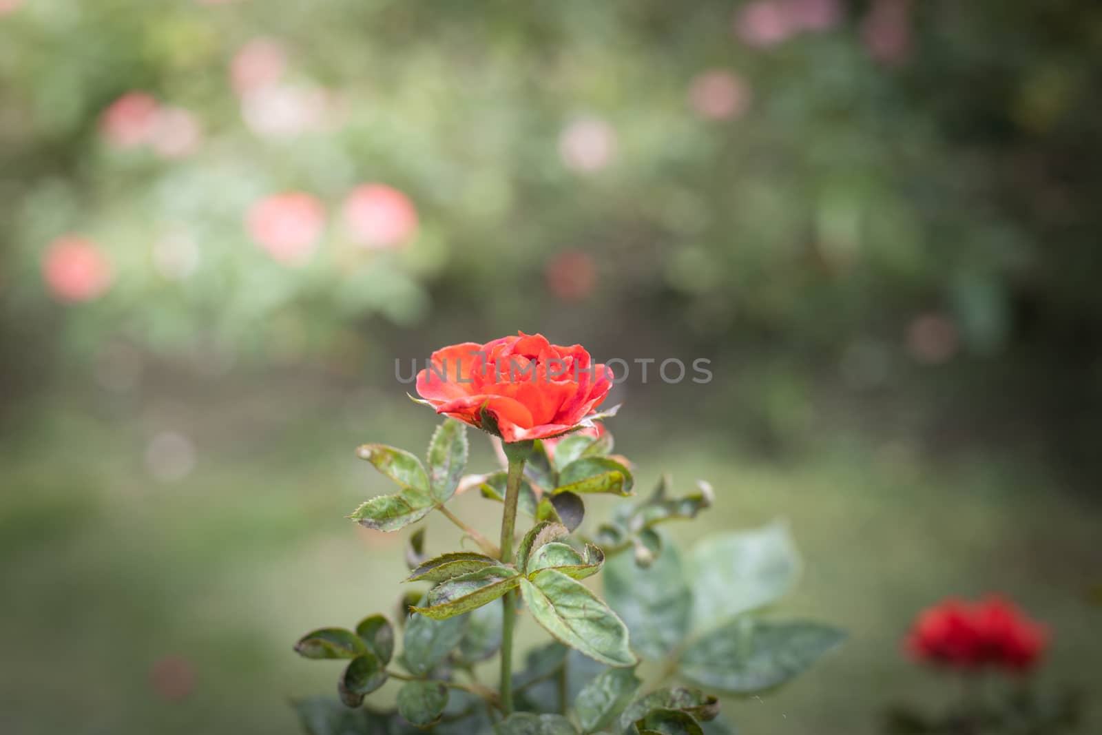 The background image of the colorful flowers, background nature