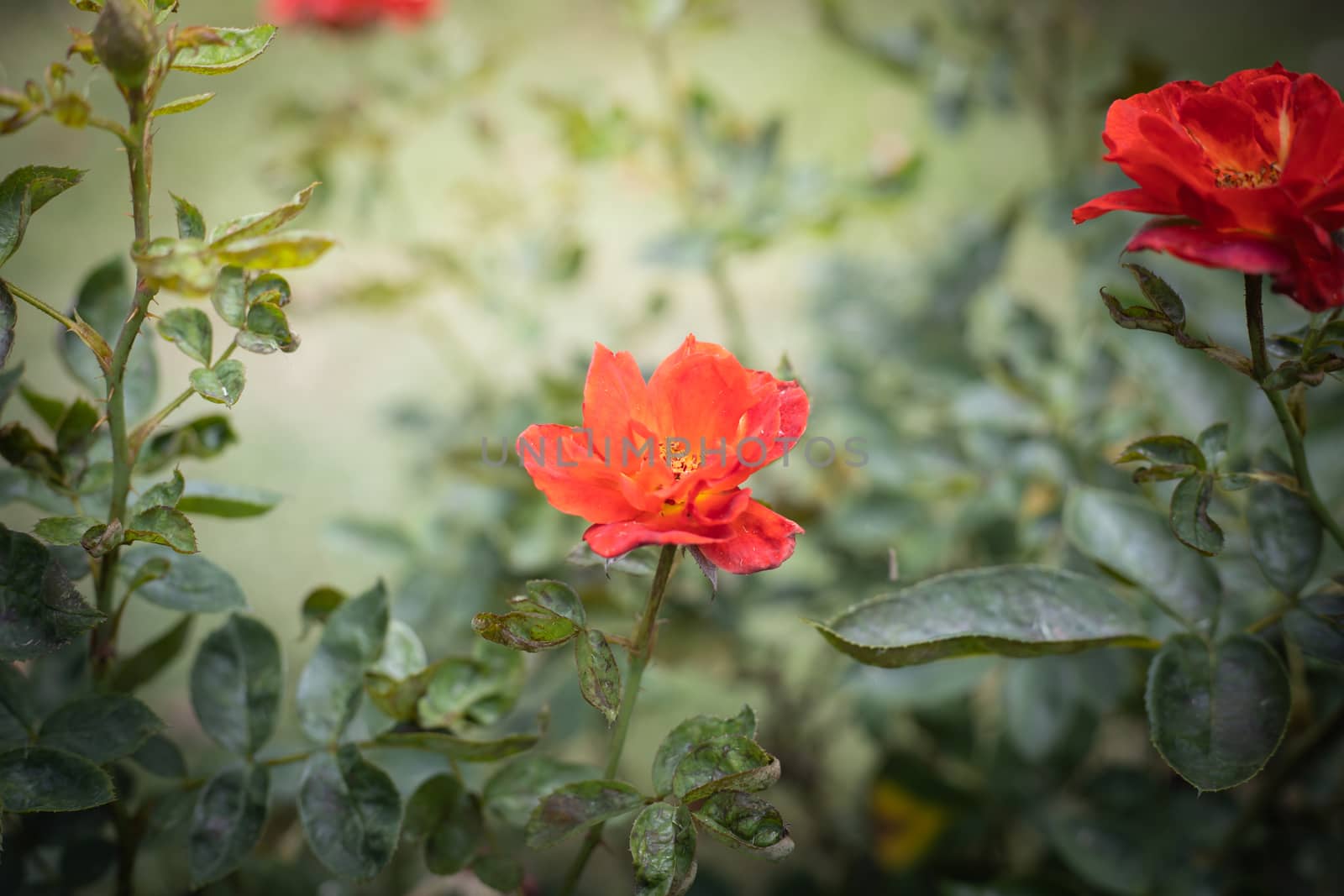 The background image of the colorful flowers, background nature