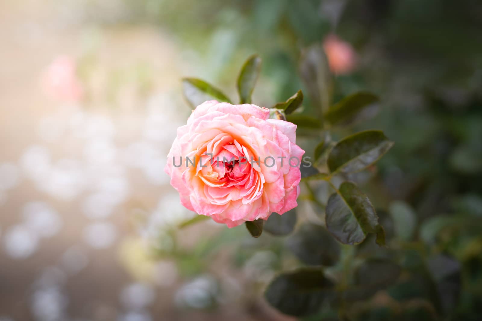 The background image of the colorful flowers, background nature