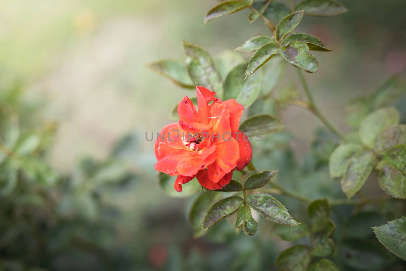 The background image of the colorful flowers, background nature