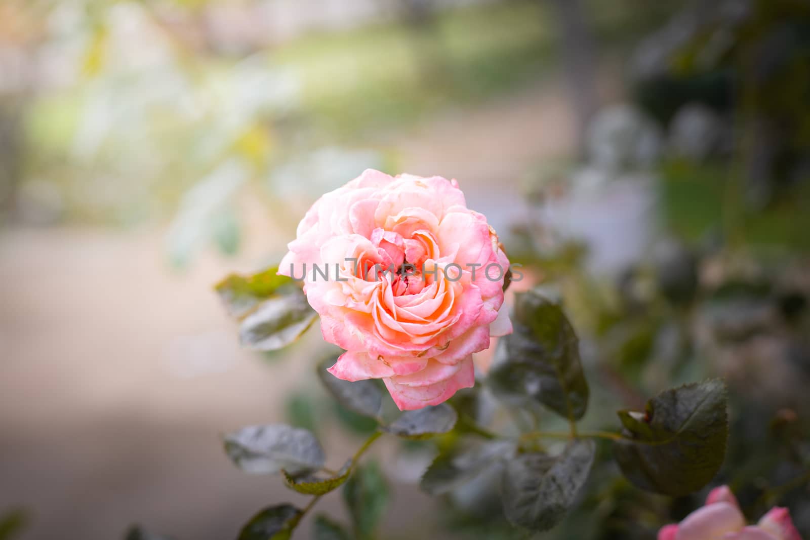 The background image of the colorful flowers, background nature