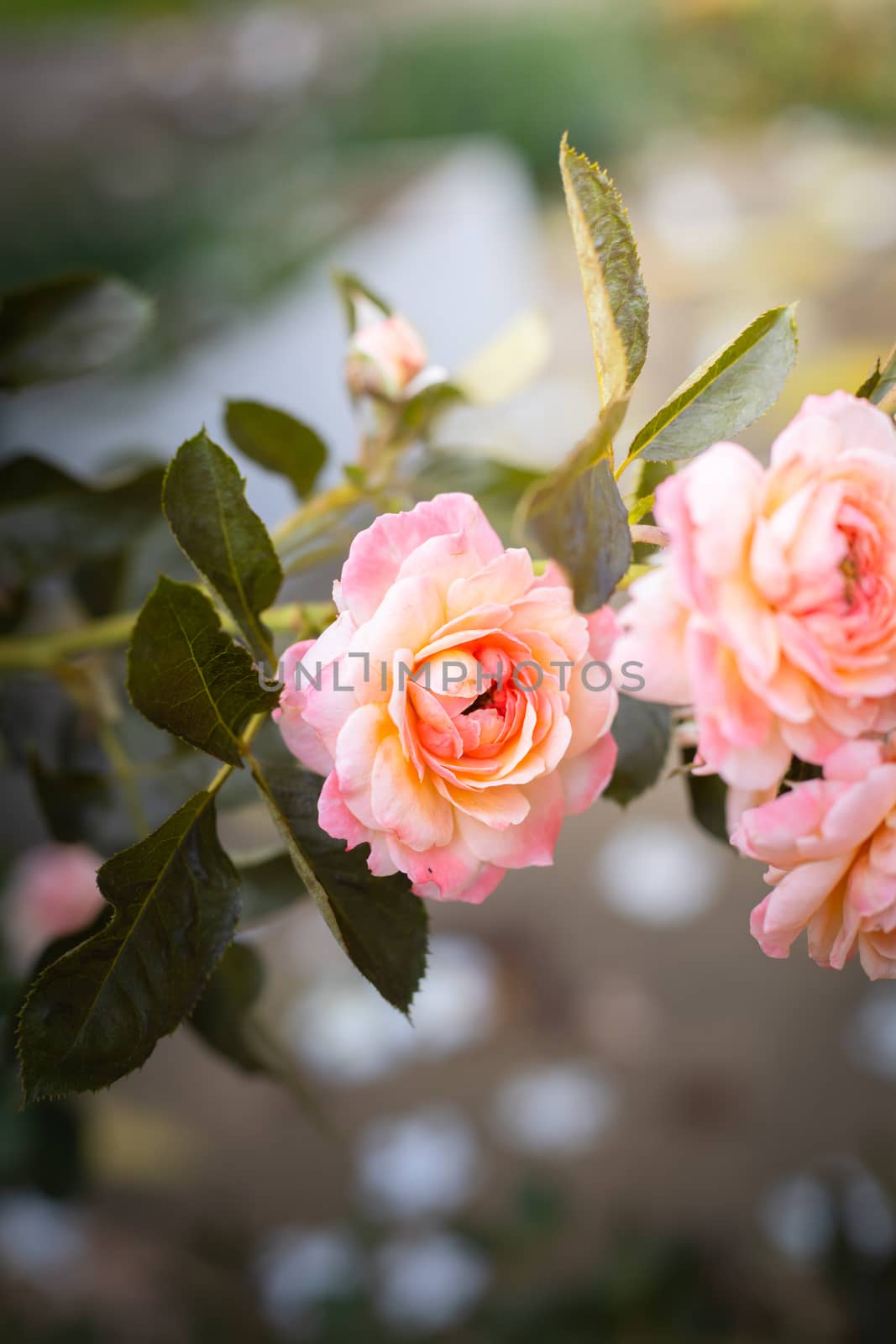 The background image of the colorful flowers, background nature