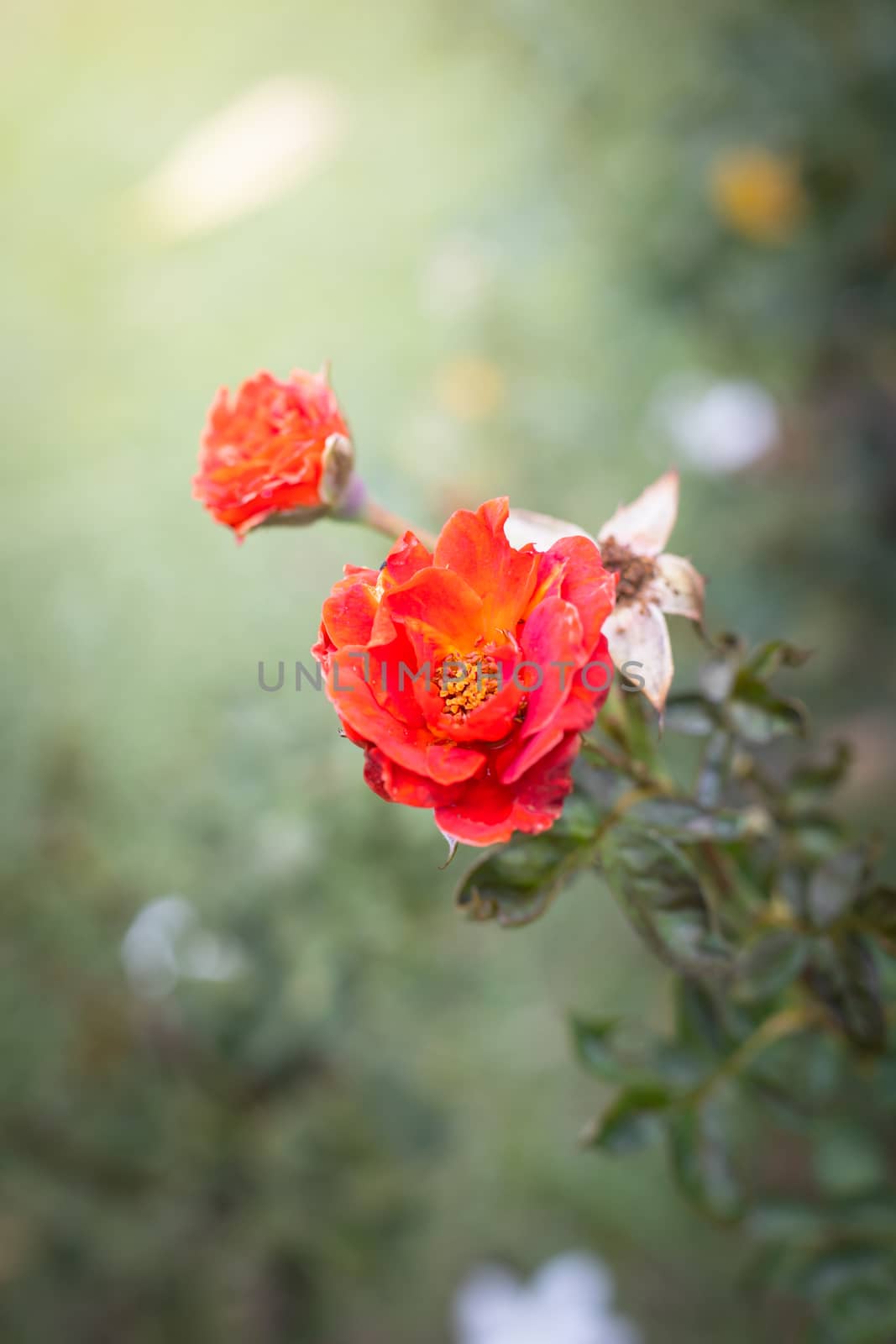 The background image of the colorful flowers, background nature