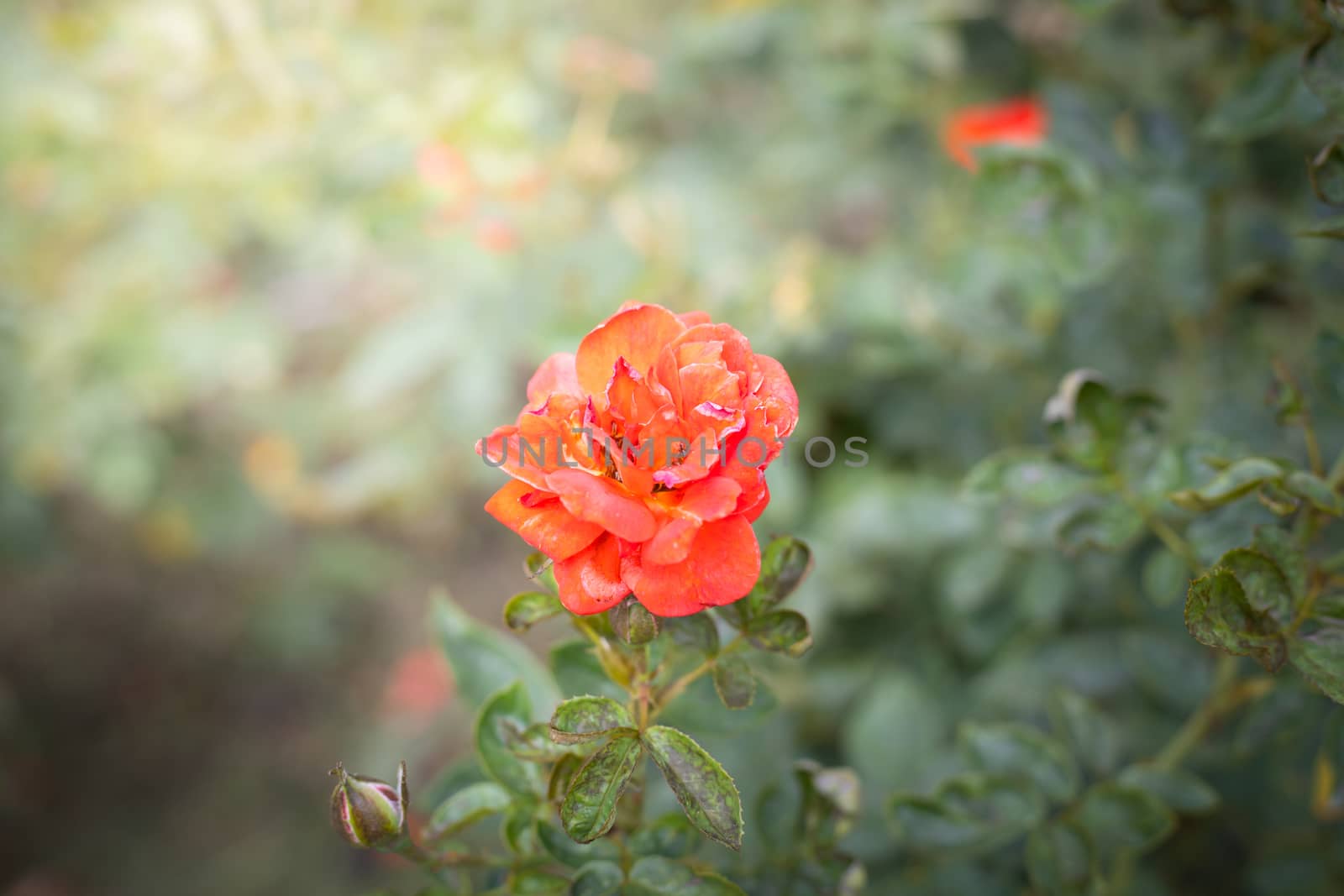 The background image of the colorful flowers, background nature
