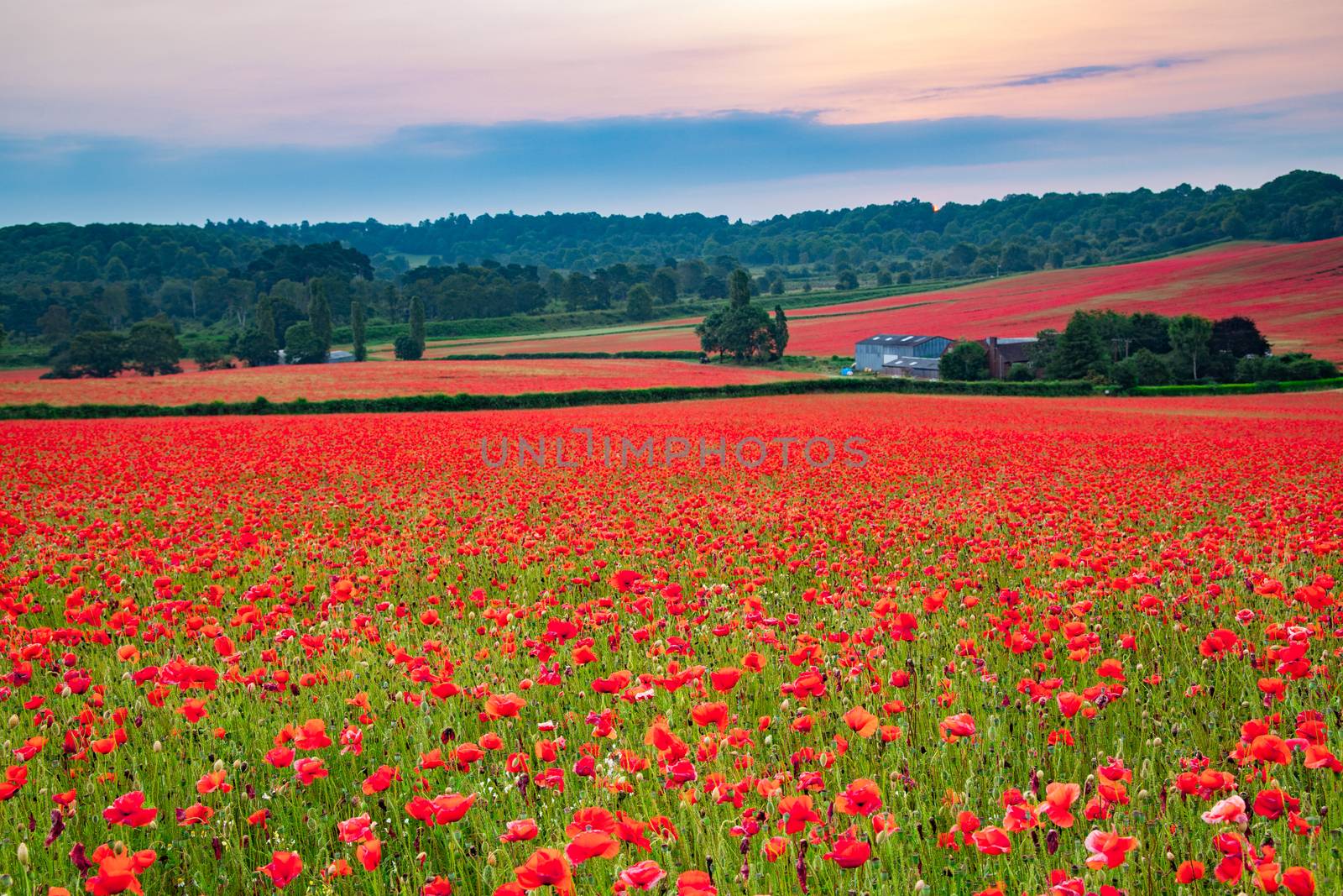 Amazing Poppy Field at Brewdley, West Midlands at Dawn