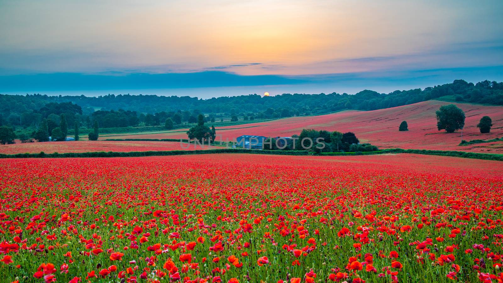 Amazing Poppy Field at Brewdley, West Midlands at Dawn