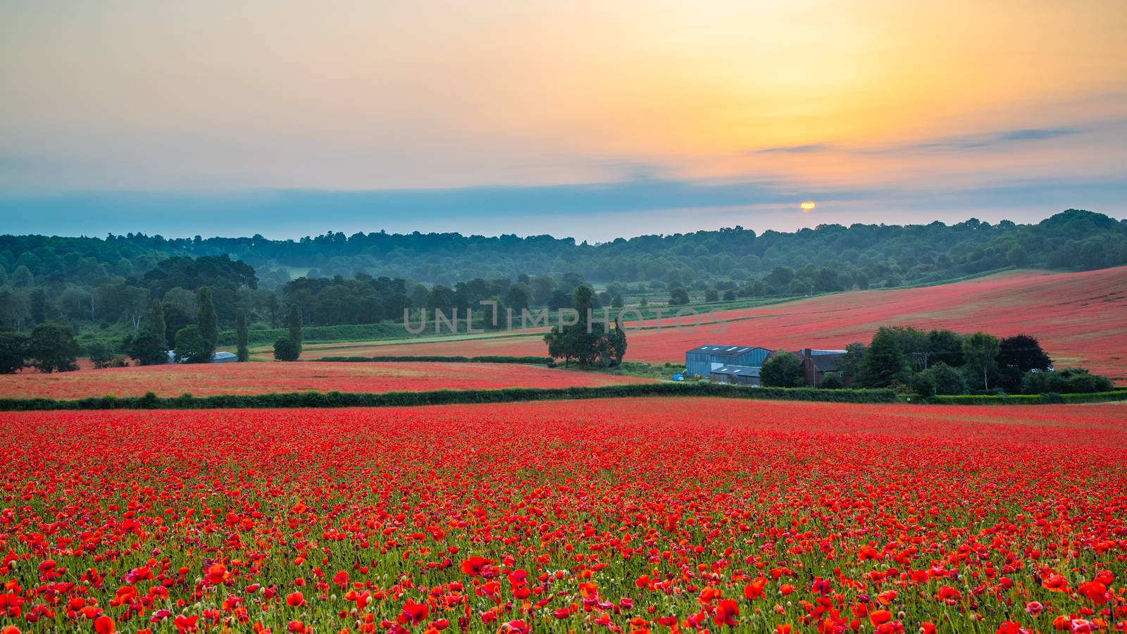 Beautiful Poppy Field at Brewdley, West Midlands at Dawn by kstphotography