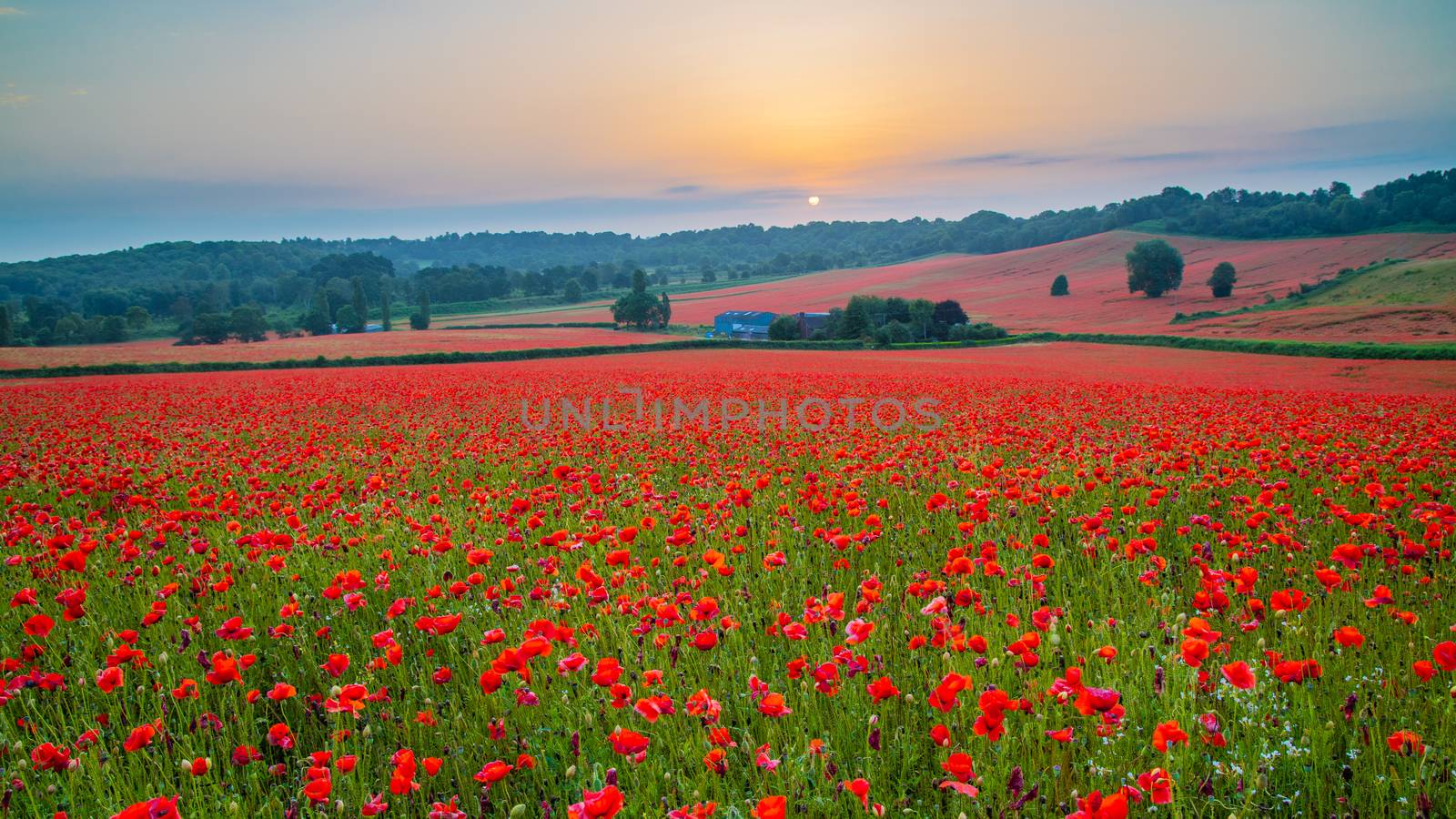 Amazing Poppy Field at Brewdley, West Midlands at Dawn