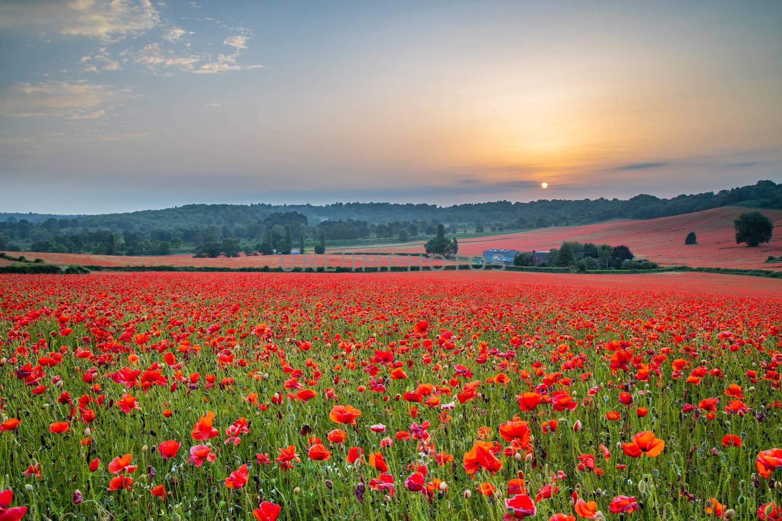 Amazing Poppy Field at Brewdley, West Midlands at Dawn