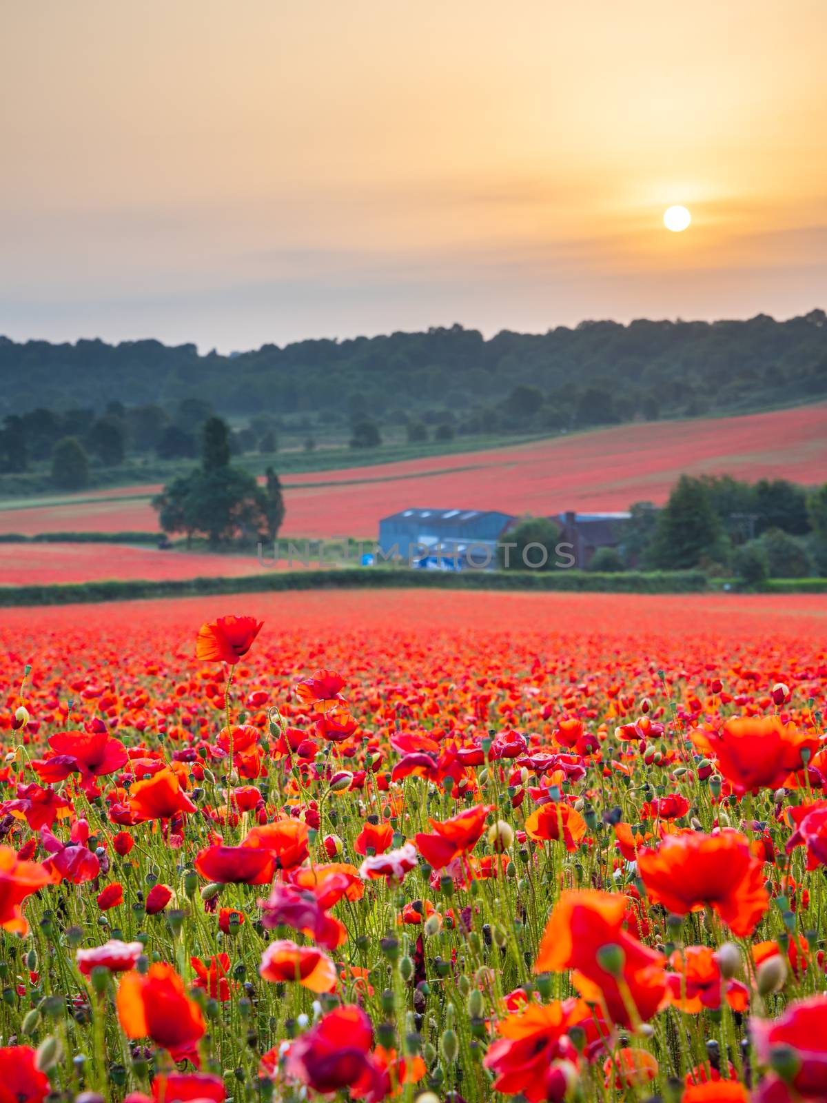 Beautiful Poppy Field at Brewdley, West Midlands at Dawn by kstphotography