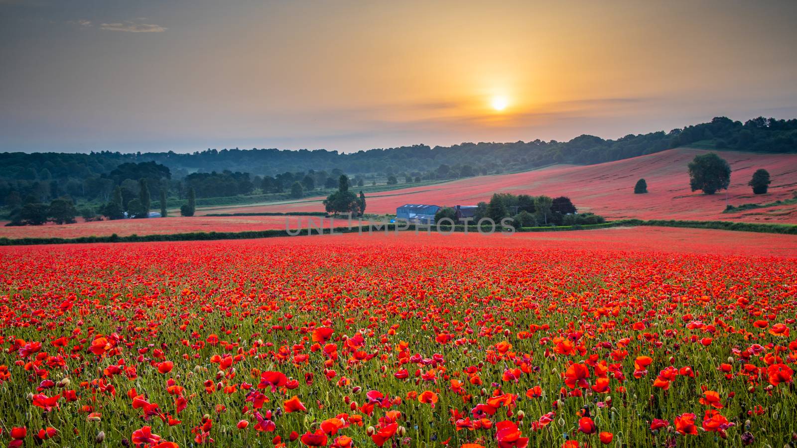 Beautiful Poppy Field at Brewdley, West Midlands at Dawn by kstphotography