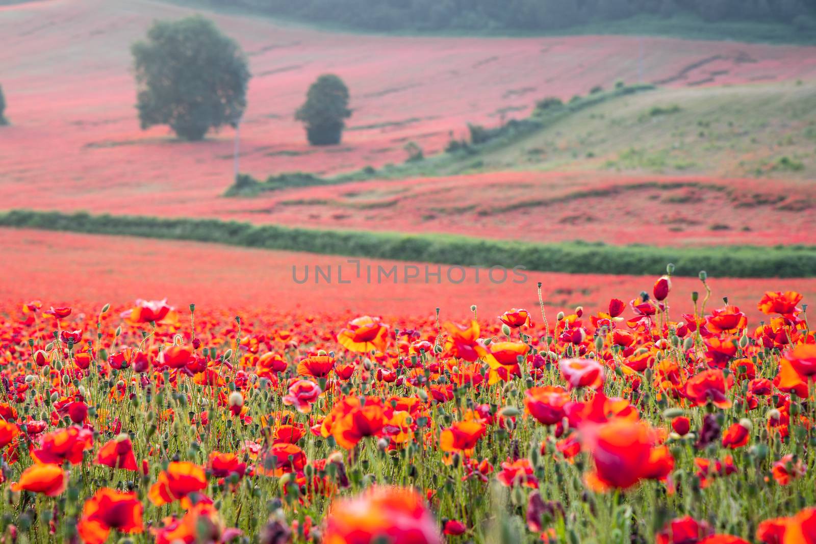 Amazing Poppy Field at Brewdley, West Midlands at Dawn