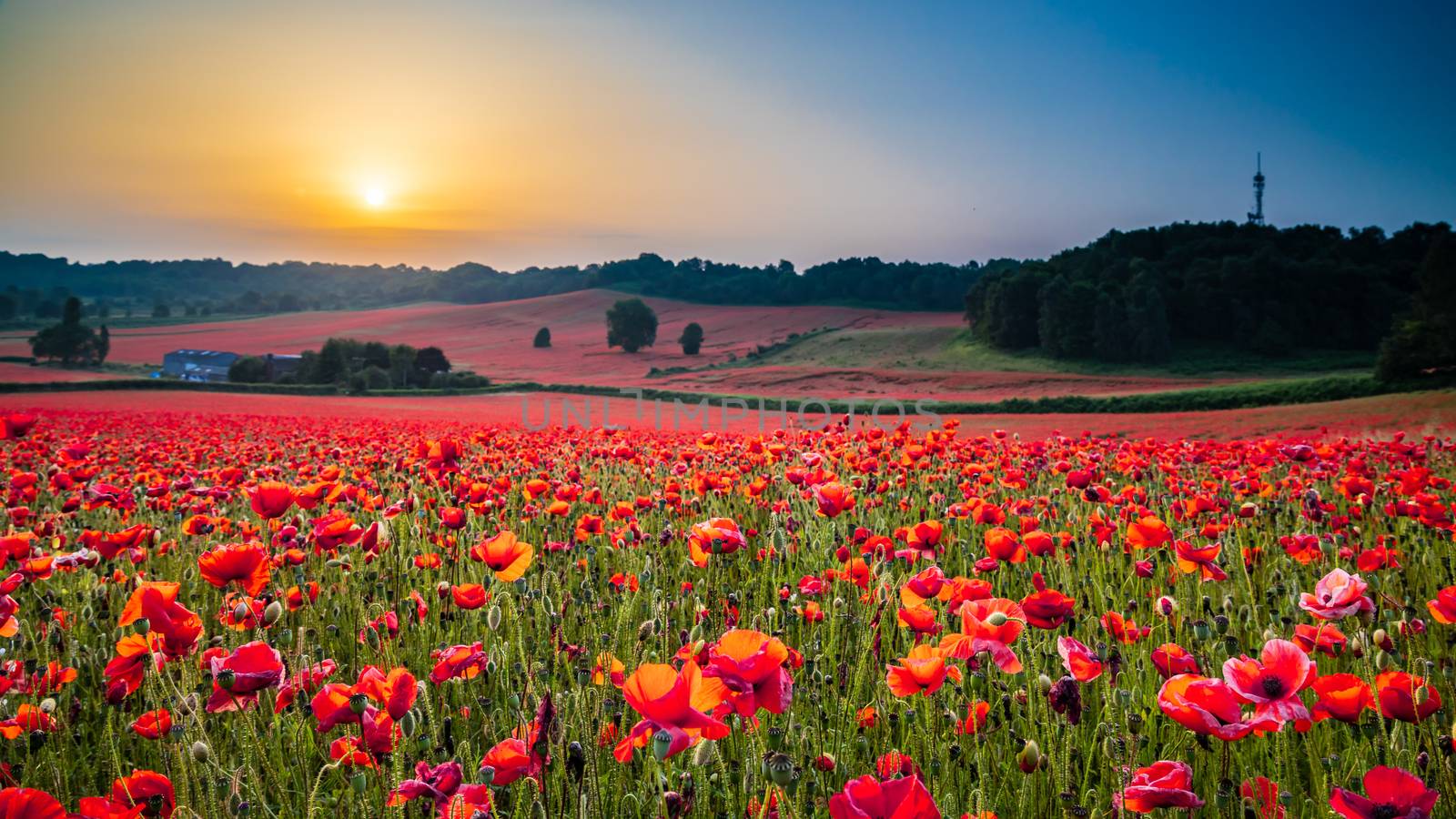 Beautiful Poppy Field at Brewdley, West Midlands at Dawn by kstphotography