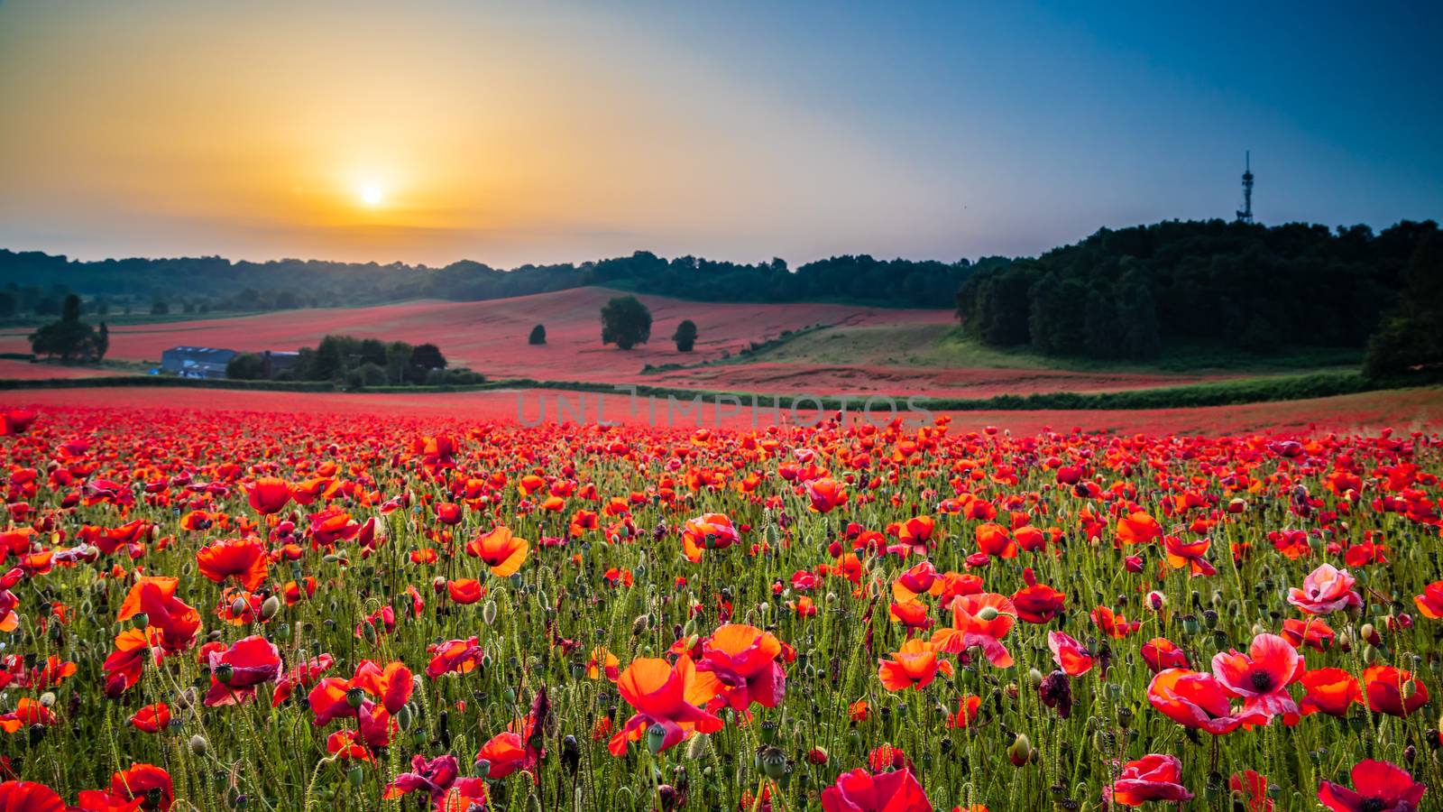 Amazing Poppy Field at Brewdley, West Midlands at Dawn