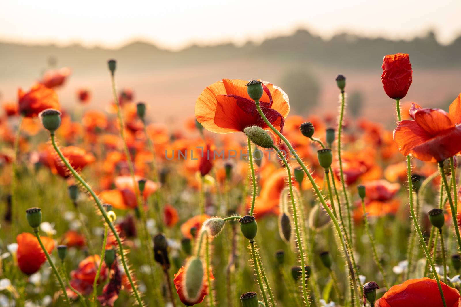 Close Up View of Poppy Flowers at Dawn by kstphotography