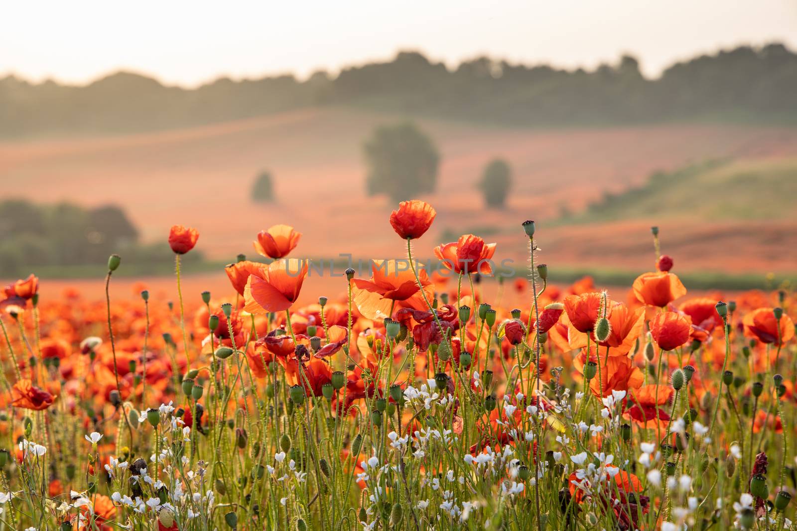 Close Up View of Poppy Flowers at Dawn Near Brewdley