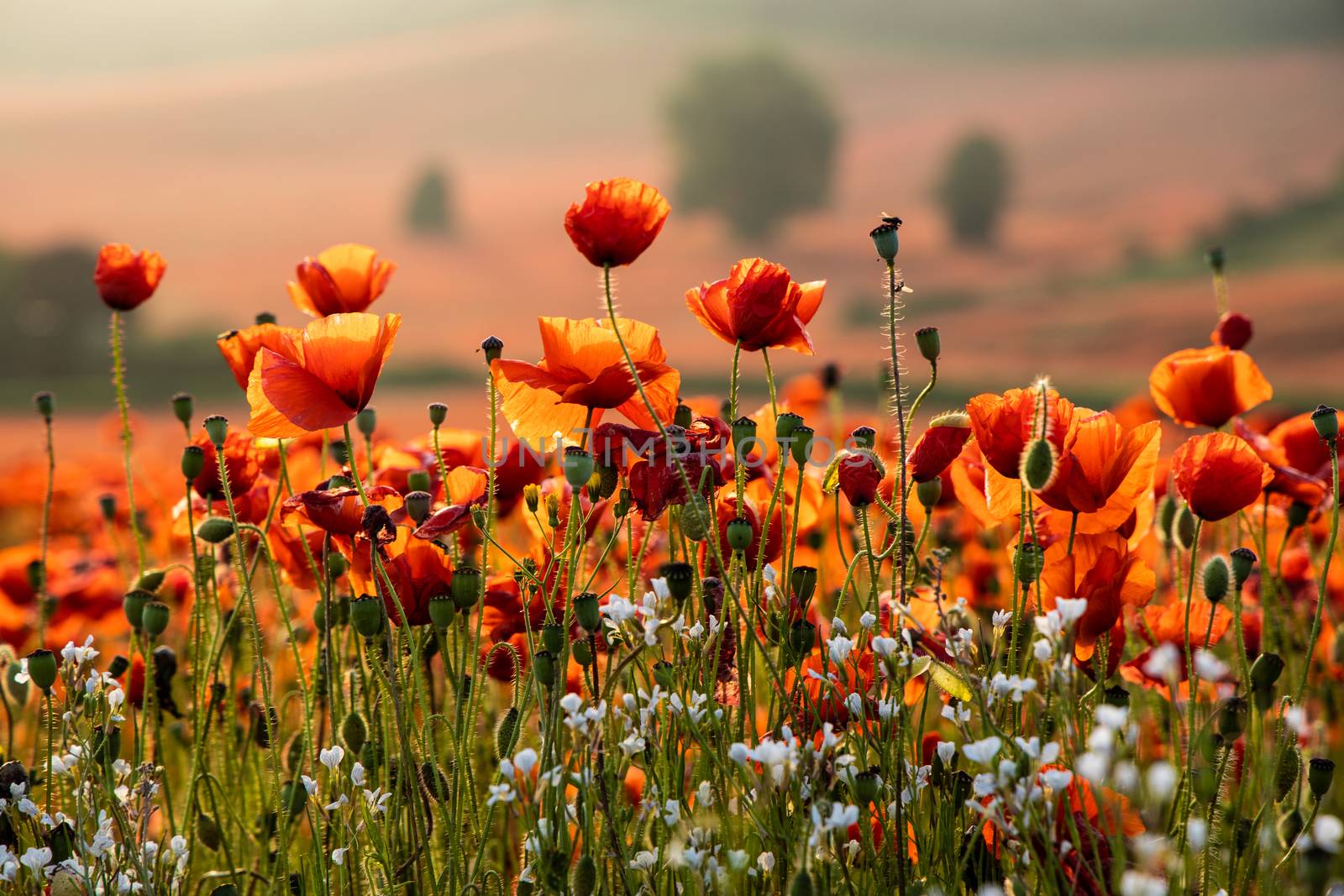 Close Up View of Poppy Flowers at Dawn by kstphotography