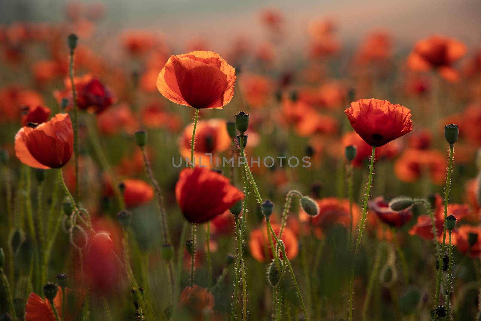 Close Up View of Poppy Flowers at Dawn by kstphotography