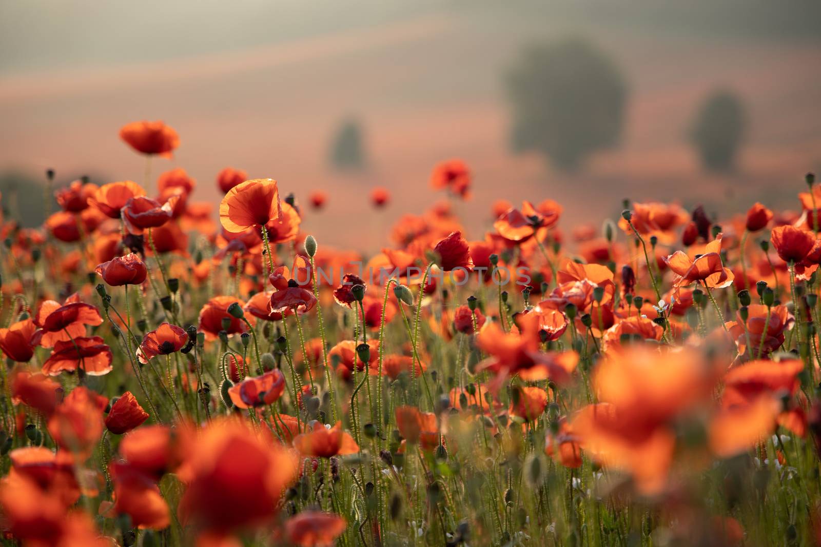 Close Up View of Poppy Flowers at Dawn Near Brewdley