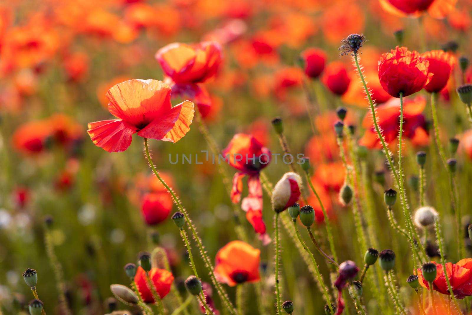 Close Up View of Poppy Flowers at Dawn Near Brewdley