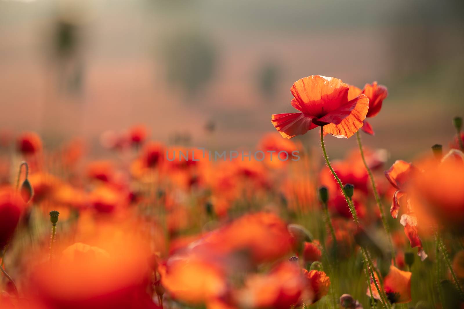 Close Up View of Poppy Flowers at Dawn Near Brewdley