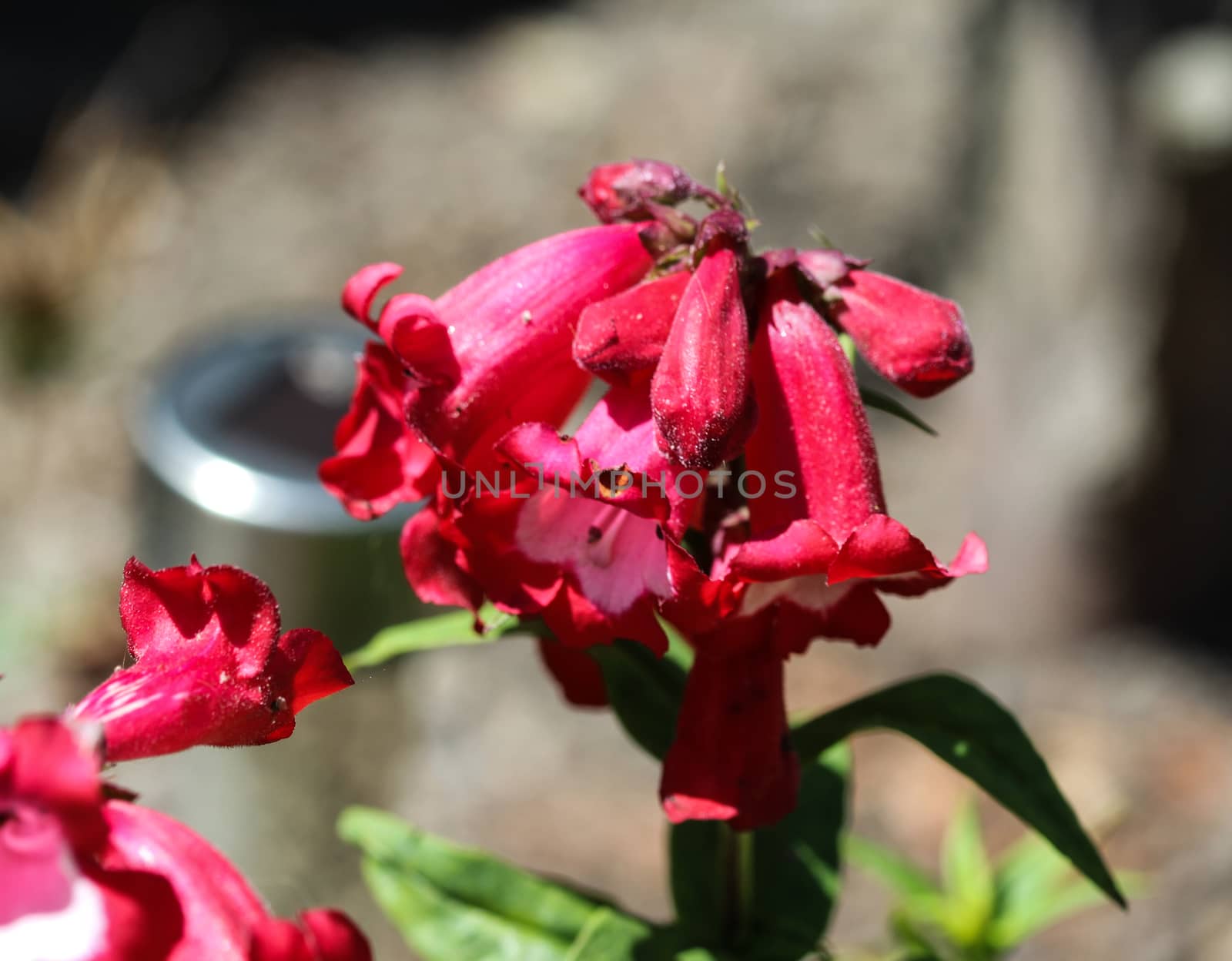 close up of Cestrum elegans, also know as the purple cestrum, red cestrum, or bastard jasmine, in the garden
