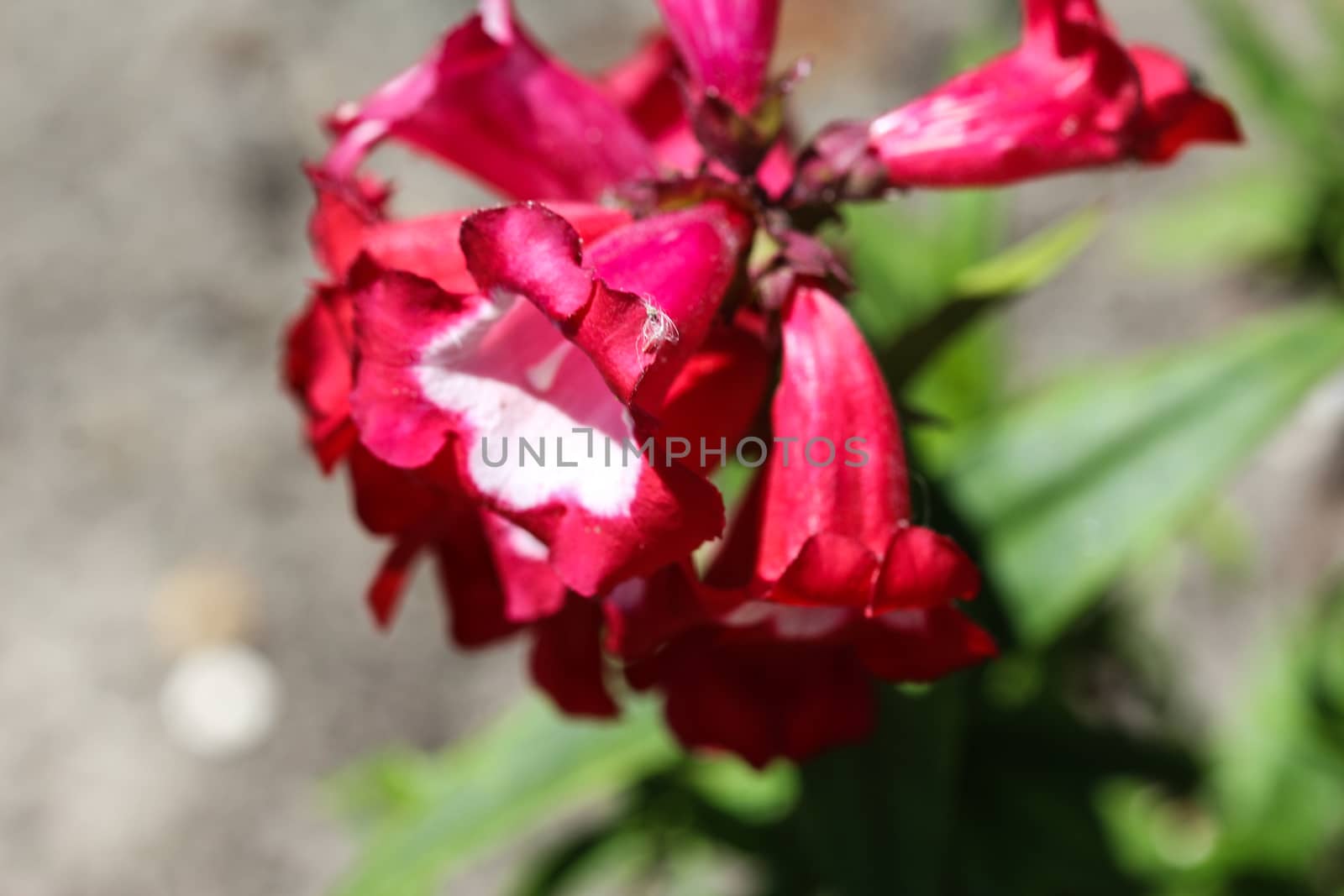 close up of Cestrum elegans, also know as the purple cestrum, red cestrum, or bastard jasmine, in the garden