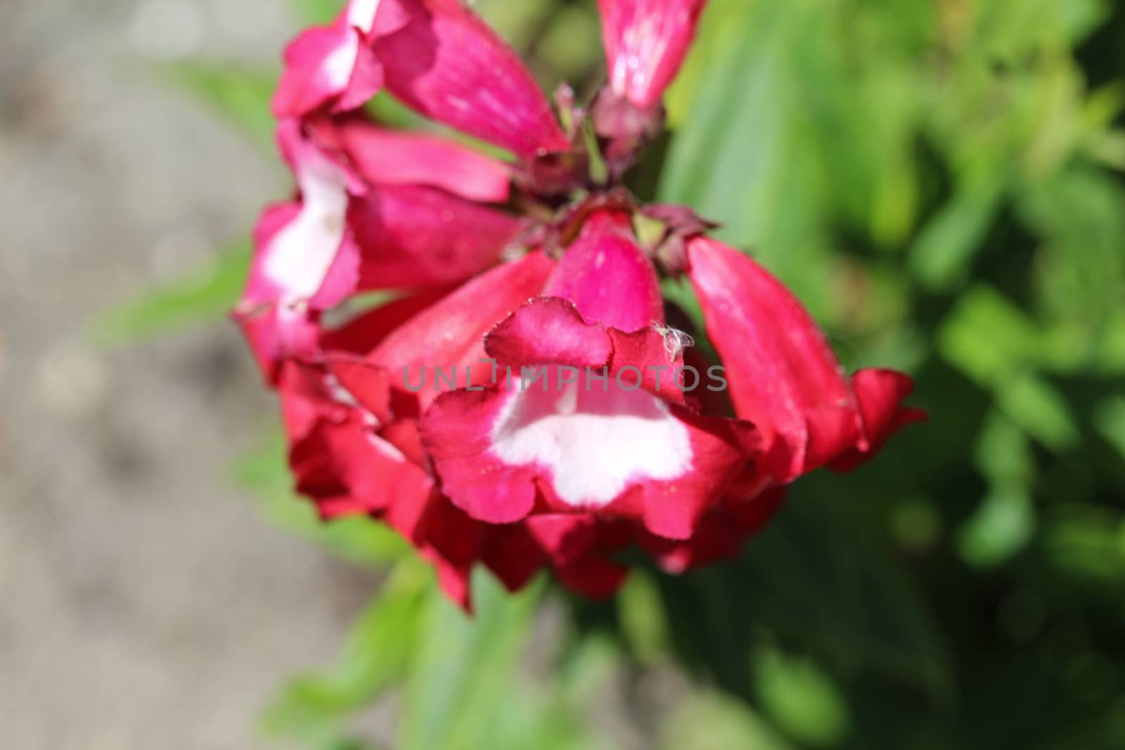 close up of Cestrum elegans, also know as the purple cestrum, red cestrum, or bastard jasmine, in the garden