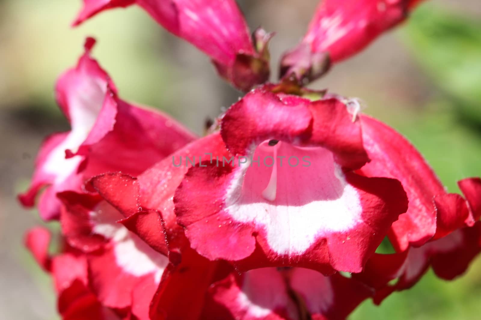 close up of Cestrum elegans, also know as the purple cestrum, red cestrum, or bastard jasmine, in the garden