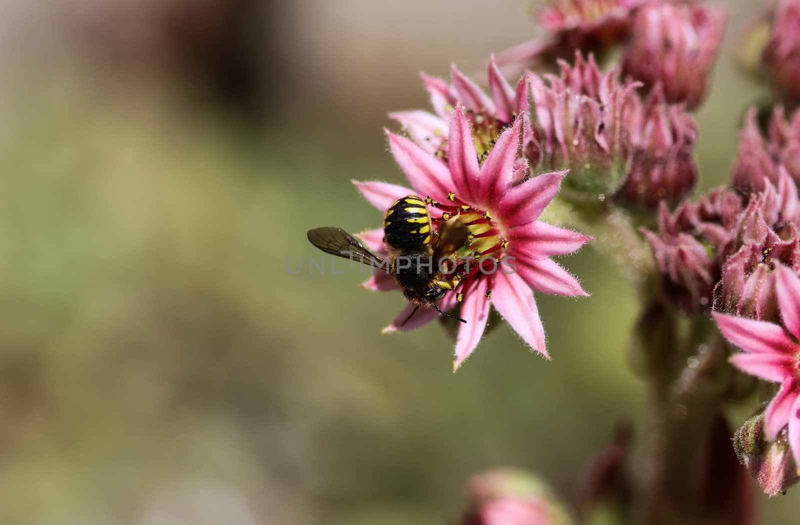 close up of the Anthidium manicatum, commonly called the European wool carder bee