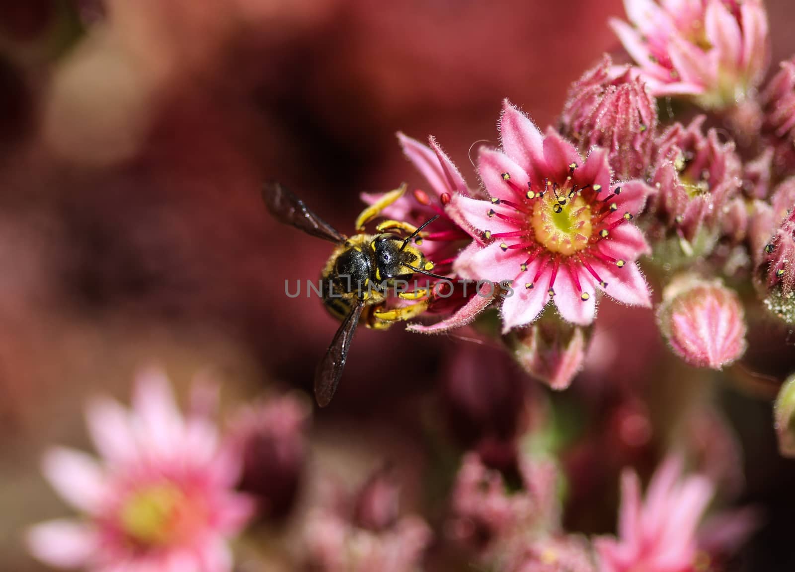 close up of the Anthidium manicatum, commonly called the European wool carder bee