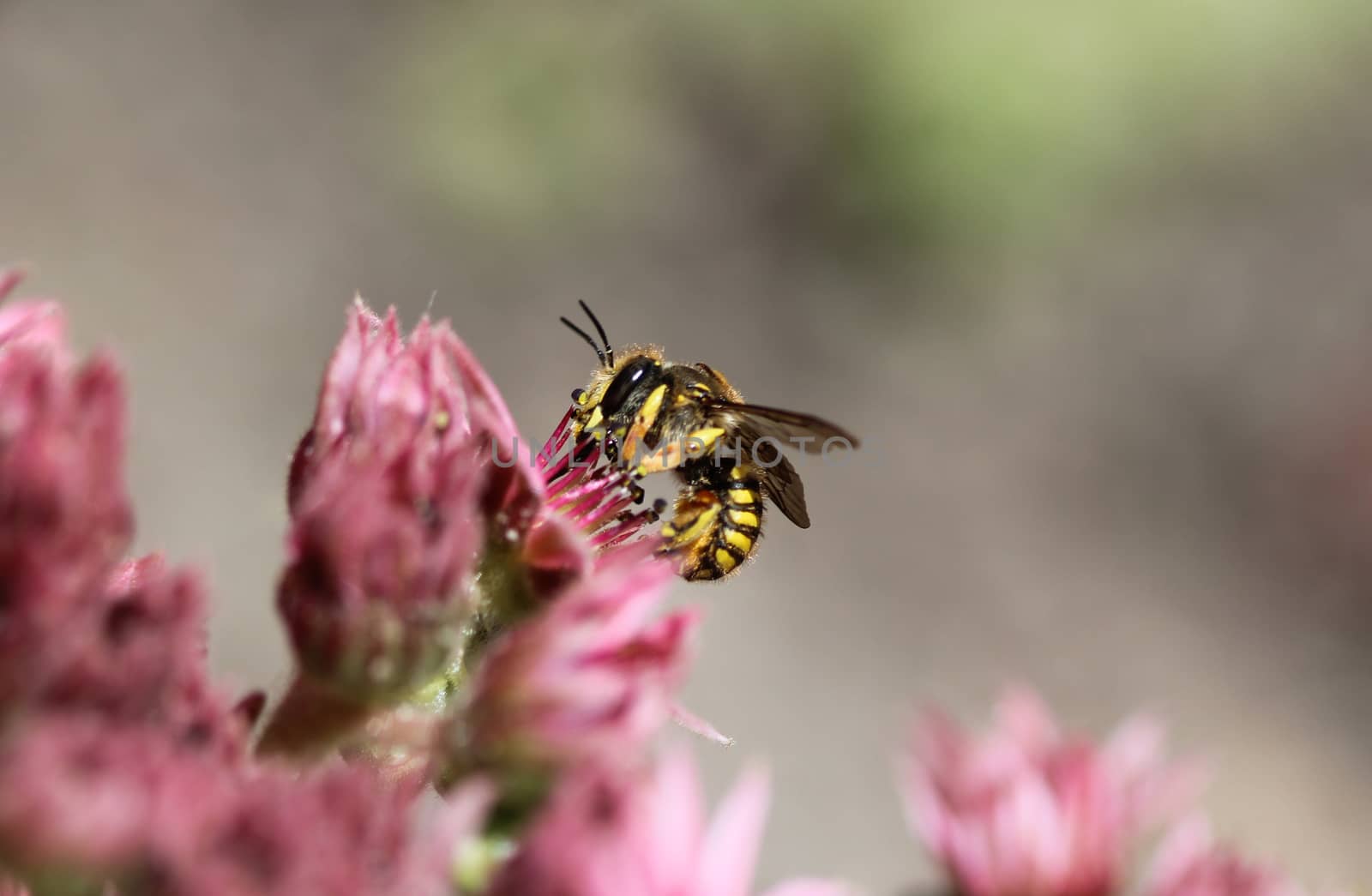 close up of the Anthidium manicatum, commonly called the European wool carder bee