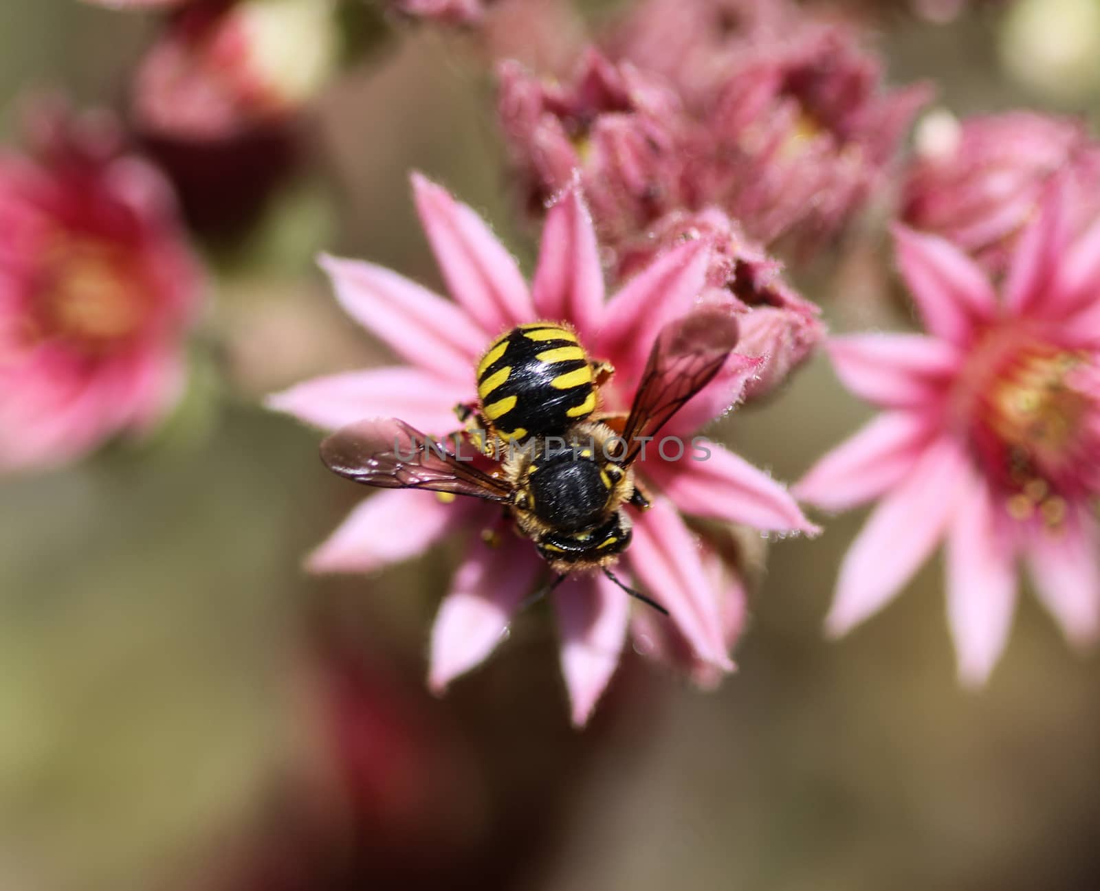 close up of the Anthidium manicatum, commonly called the European wool carder bee