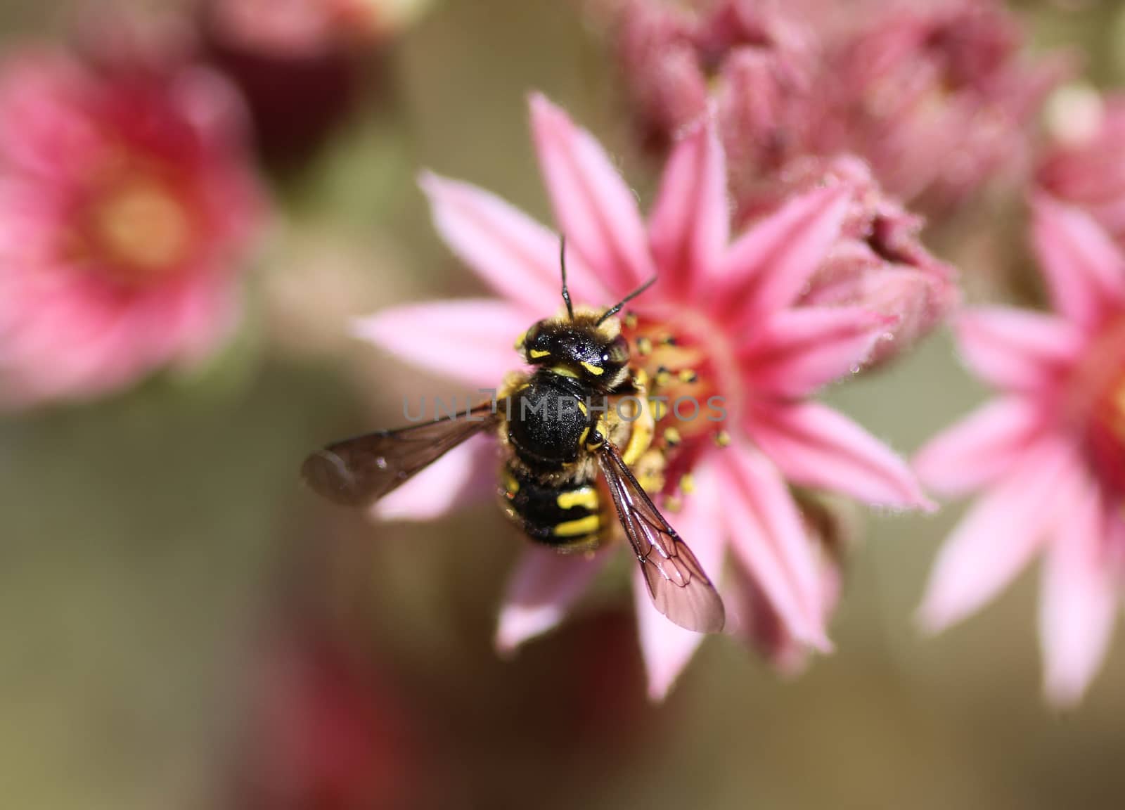 close up of the Anthidium manicatum, commonly called the European wool carder bee