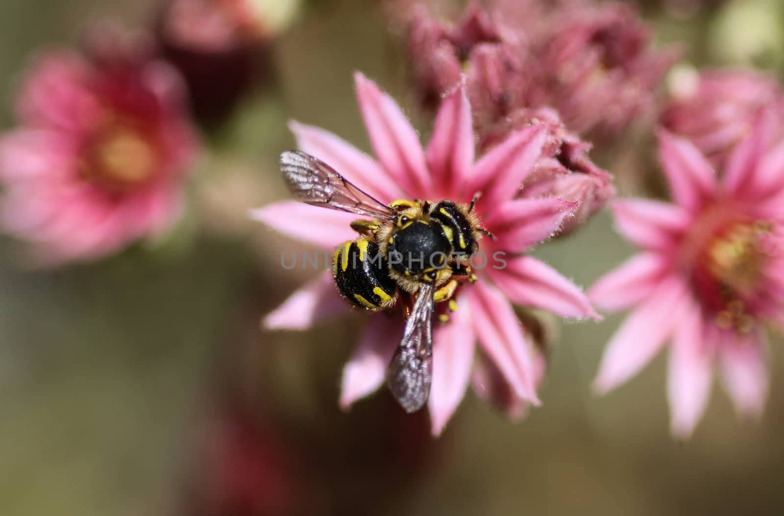 close up of the Anthidium manicatum, commonly called the European wool carder bee