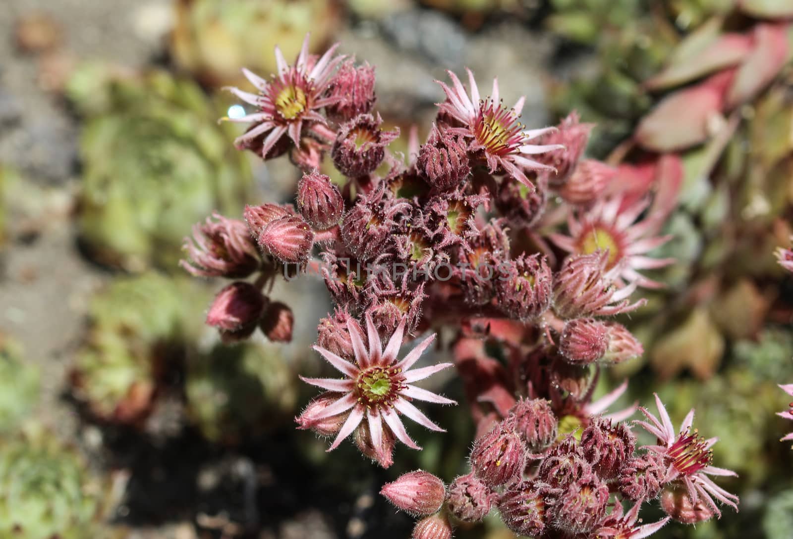 close up of common Houseleek (Sempervivum tectorum) flower, also known as Hens and Chicks, blooming during spring