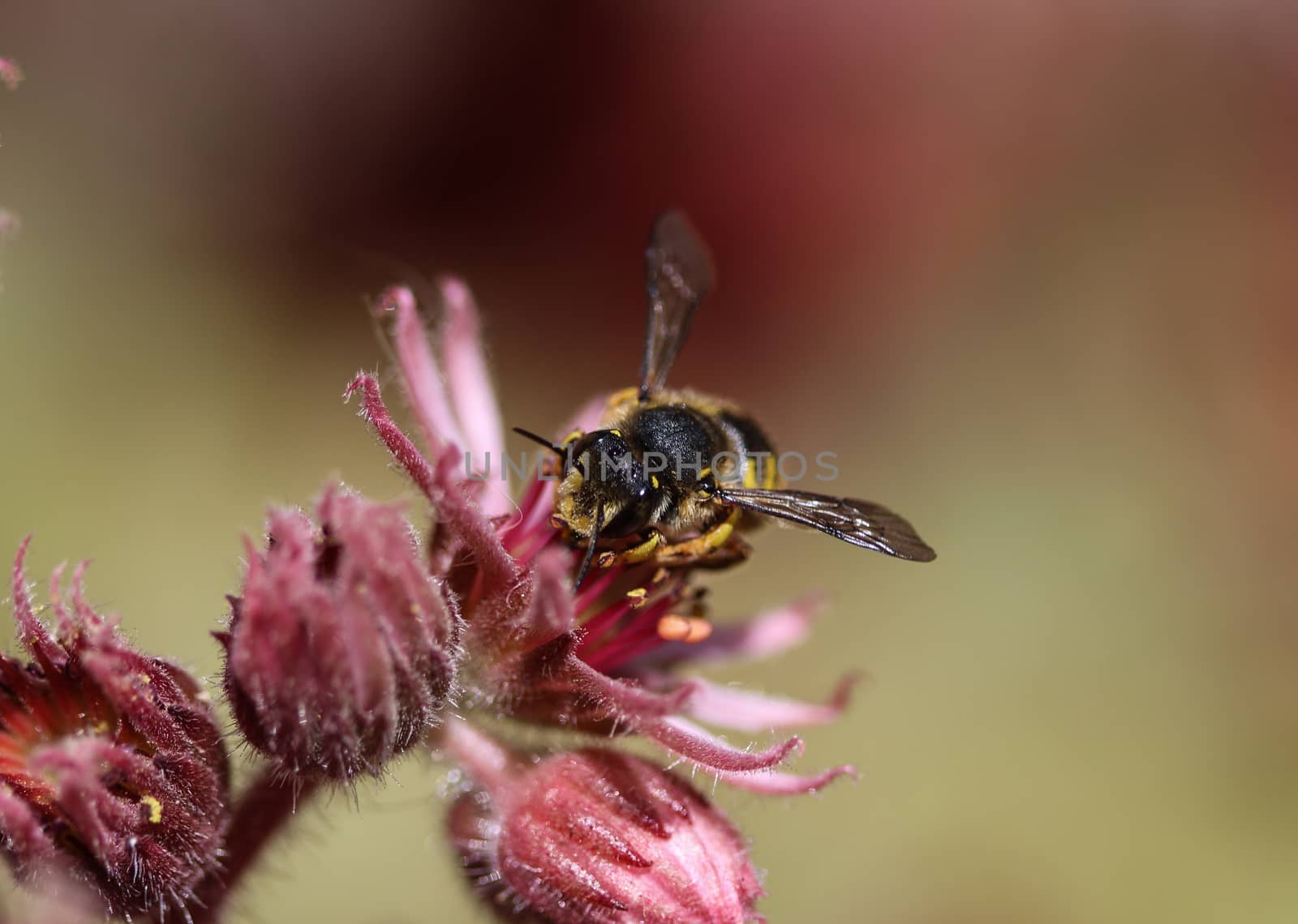 close up of the Anthidium manicatum, commonly called the European wool carder bee