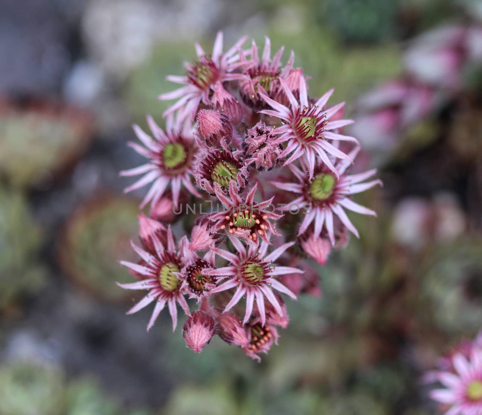 close up of common Houseleek (Sempervivum tectorum) flower, also known as Hens and Chicks, blooming during spring