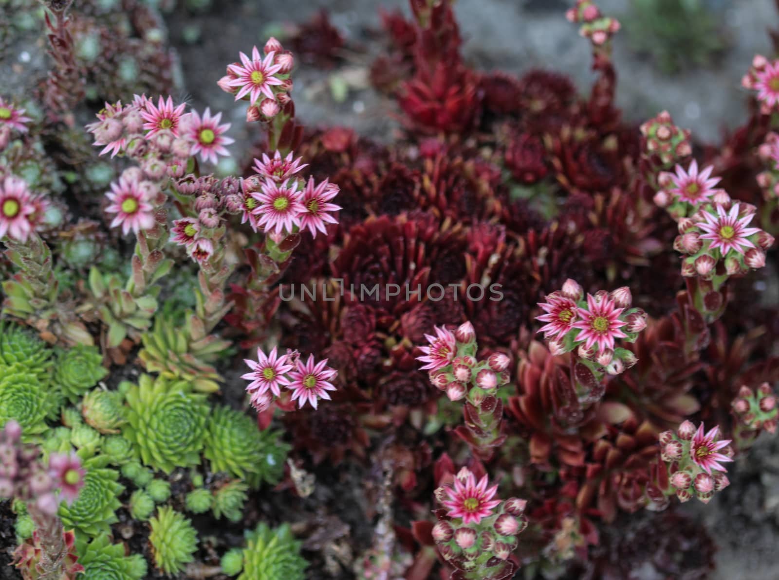 close up of common Houseleek (Sempervivum tectorum) flower, also known as Hens and Chicks, blooming during spring