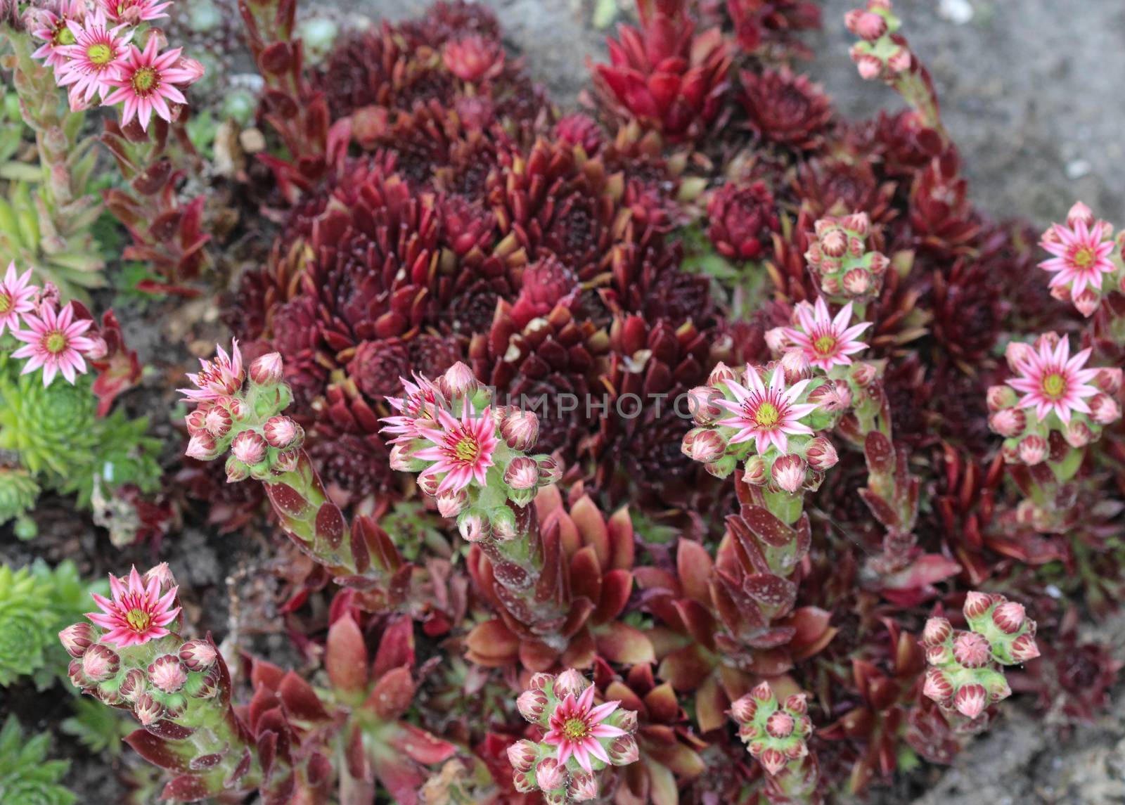 close up of common Houseleek (Sempervivum tectorum) flower, also known as Hens and Chicks, blooming during spring